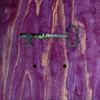 A close up of a small key print on the top of a purple stained skateboard.